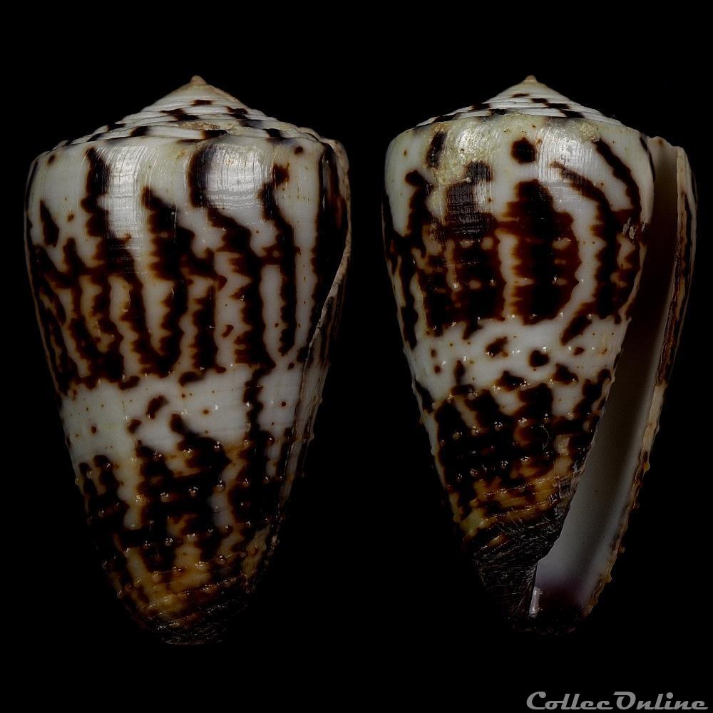 Strategoconus (Vituliconus) striatellus f. lictor (Bovin. A. 1864 ) coquillage fossile gastropodum strategoconus vituliconus striatellus f lictor bovin a 1864