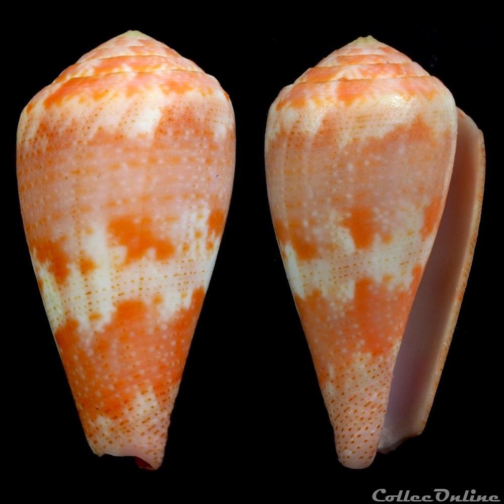 coquillage fossile gastropodum rhizoconus pertusus elodieallaryae cossignani 2013