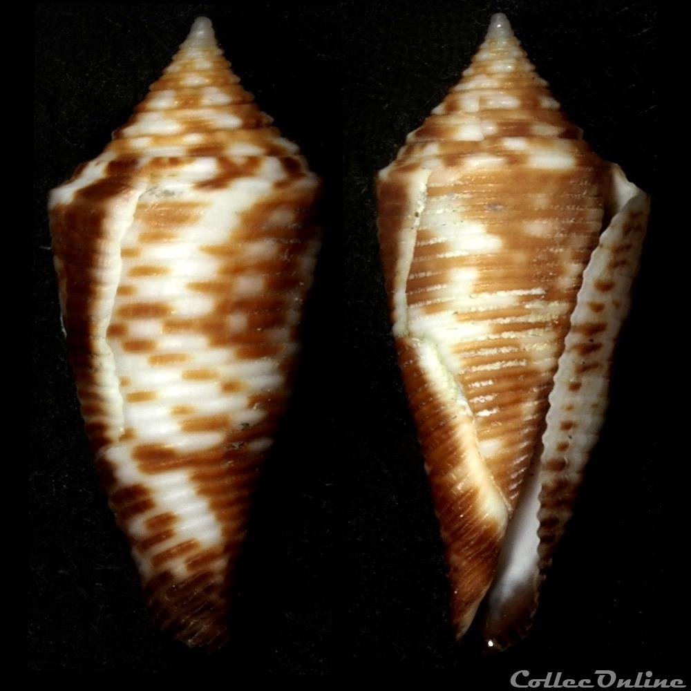 Fusiconus (Fusiconus) hopwoodi (Tomlin, 193 coquillage fossile gastropodum fusiconus fusiconus hopwoodi tomlin 193