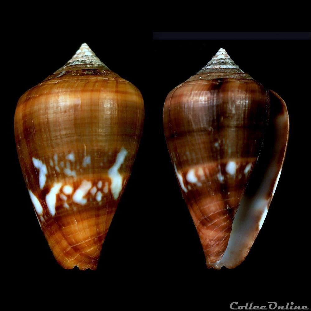Lautoconus (Africonus) fantasmalis (Rolán, 1990) coquillage fossile gastropodum lautoconus africonus fantasmalis rolan 1990