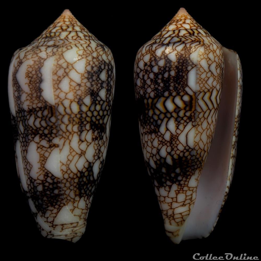 Cylindrus archiepiscopus (Hwass in Bruguière, 1792) coquillage fossile gastropodum cylindrus archiepiscopus hwass in bruguiere 1792