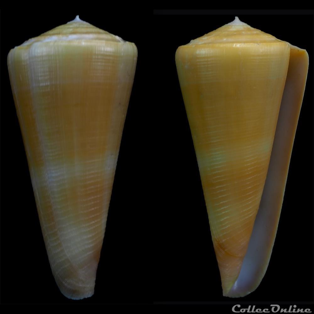 Virgiconus kintoki (Habe & Kosuge, 1970) coquillage fossile gastropodum virgiconus kintoki habe kosuge 1970