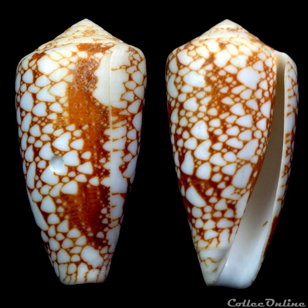 Darioconus pennaceus marmoricolor (Melvill, 1900) coquillage fossile gastropodum darioconus pennaceus marmoricolor melvill 1900