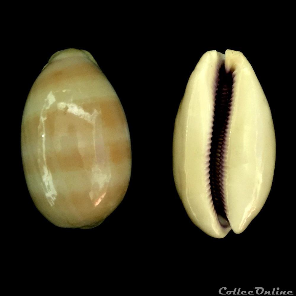 Lyncina leviathan (Schilder & Schilder, 1937) coquillage fossile gastropodum lyncina leviathan schilder schilder 1937