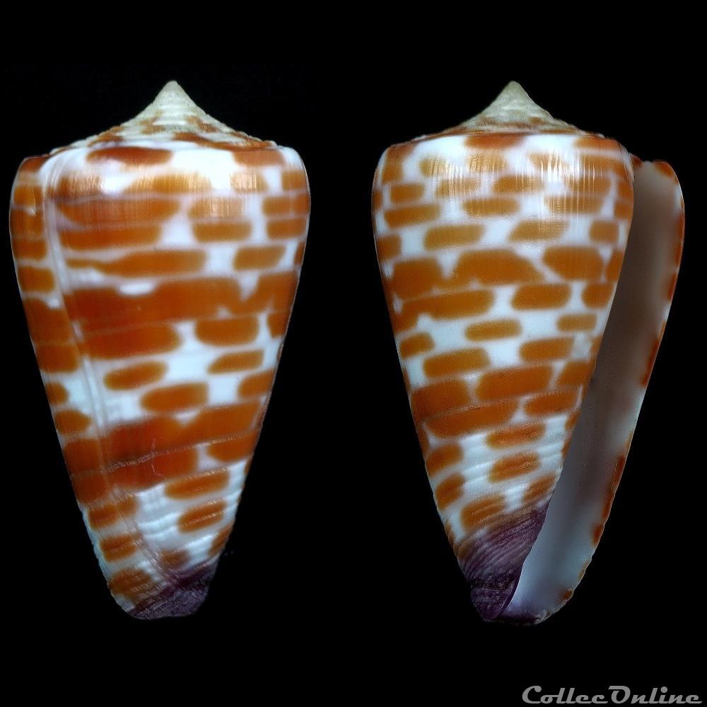 Tesseliconus tessulatus (Born, 1778) coquillage fossile gastropodum tesseliconus tessulatus born 1778