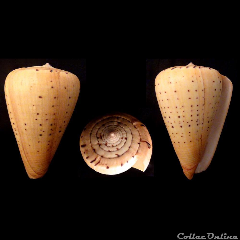 Dendroconus betulinus (Linnaeus, 1758) coquillage fossile gastropodum dendroconus betulinus linnaeus 1758