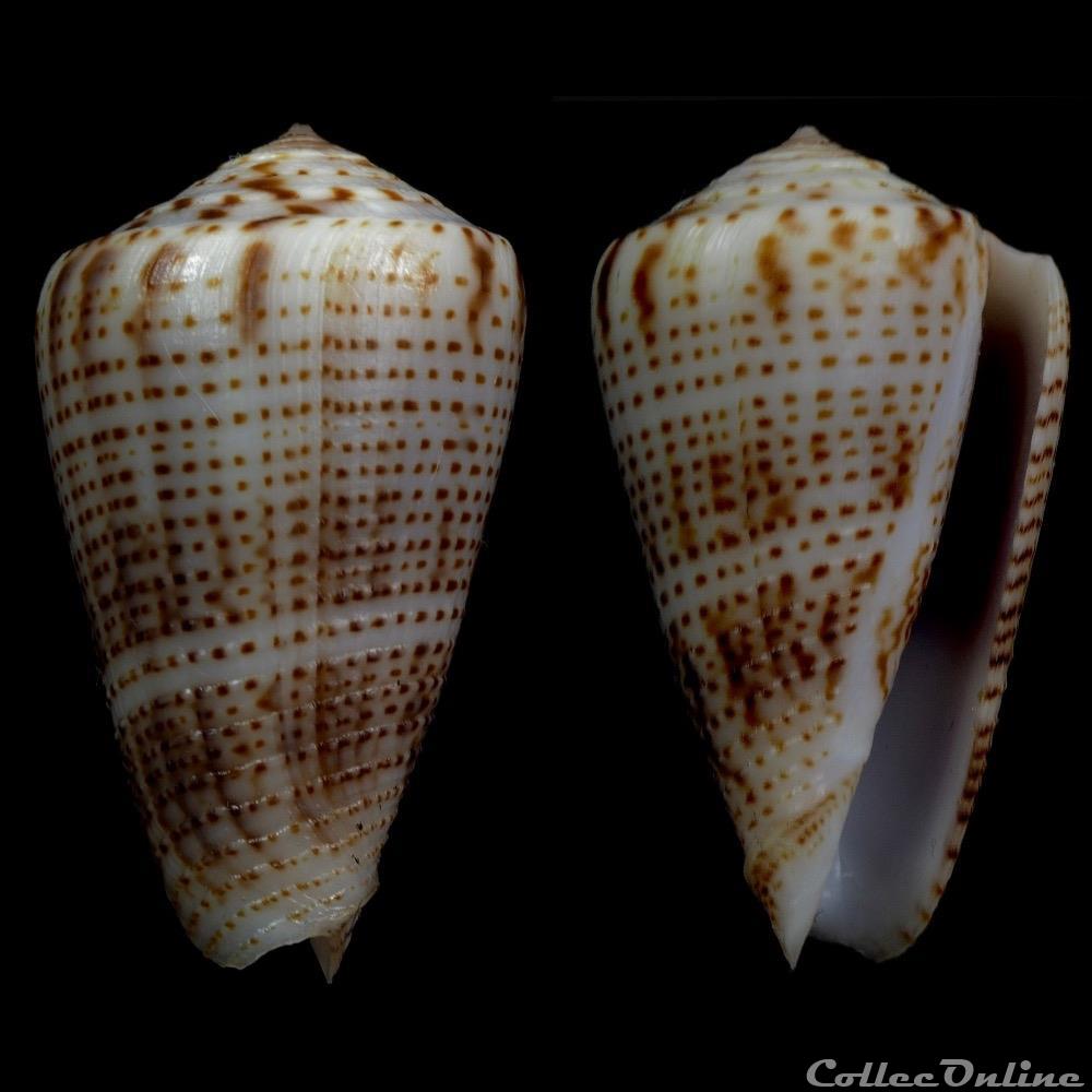 Ximeniconus (Perplexiconus) perplexus (Sowerby II, 1857) coquillage fossile gastropodum ximeniconus perplexiconus perplexus sowerby ii 1857