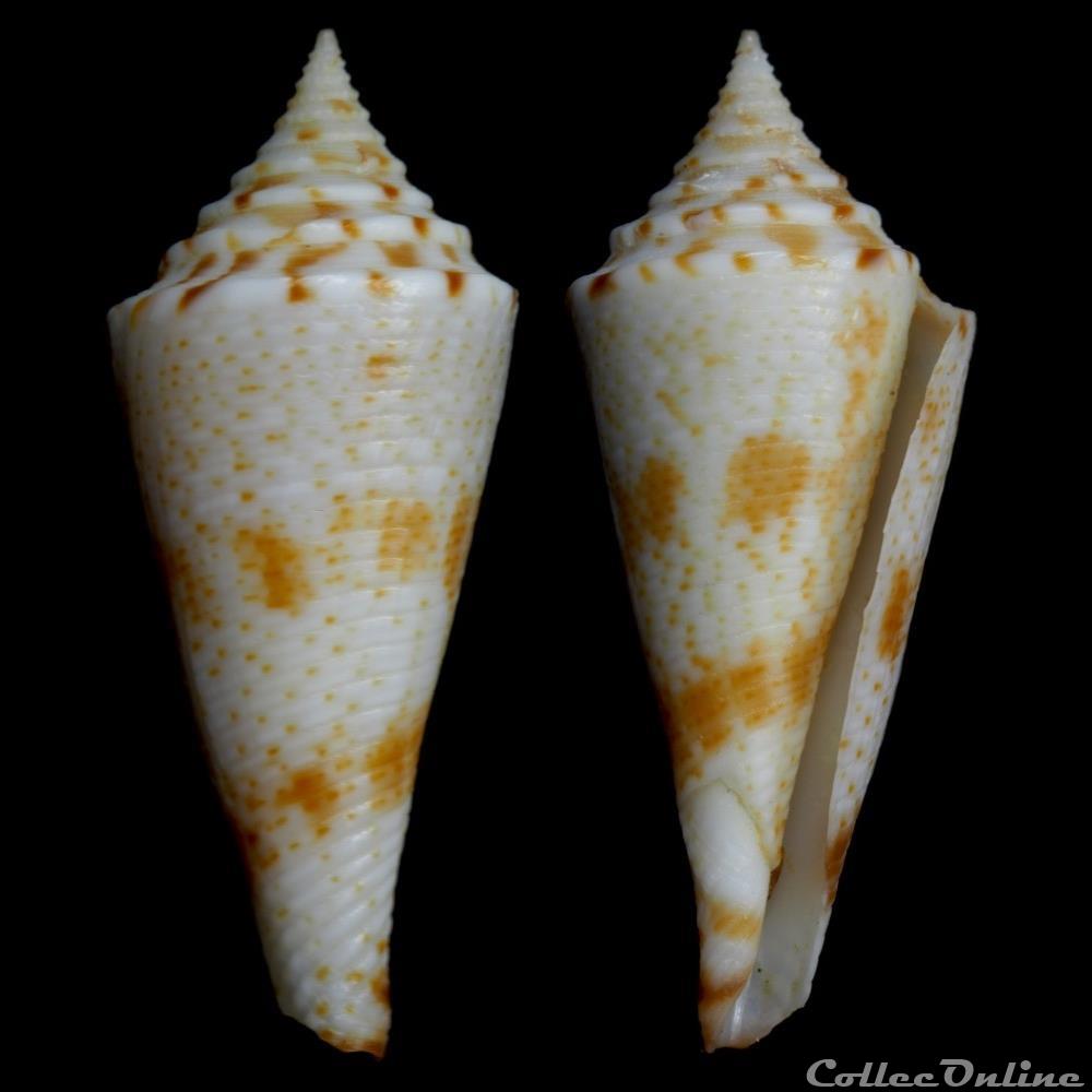 Fusiconus (Bathyconus) saecularis (Melvill, 1898) coquillage fossile gastropodum fusiconus bathyconus saecularis melvill 1898