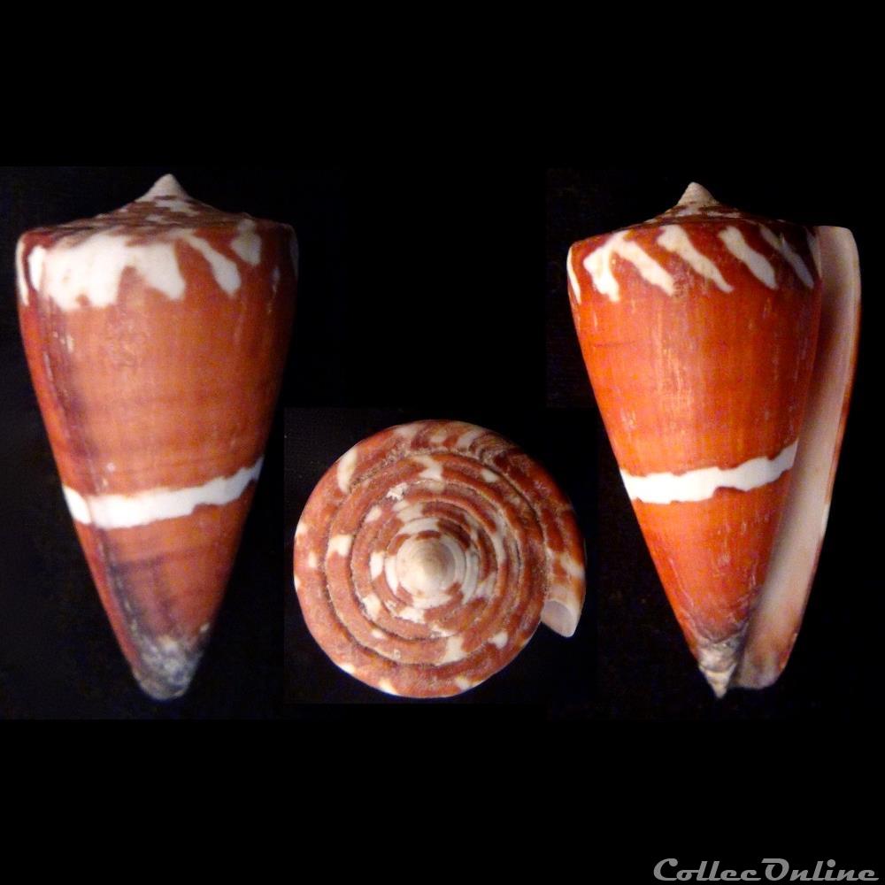 Strategoconus (Vituliconus) litoglyphus (Hwass in Bruguière, 1792) coquillage fossile gastropodum strategoconus vituliconus litoglyphus hwass in bruguiere 1792