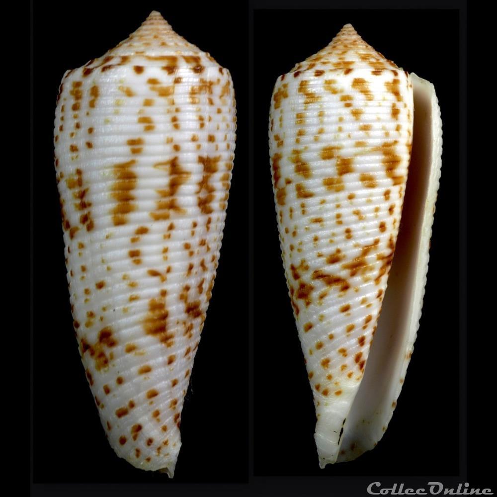Phasmoconus (Phasmoconus) sogodensis Poppe, Monnier & Tagaro, 2012 coquillage fossile gastropodum phasmoconus phasmoconus sogodensis poppe monnier tagaro 2012