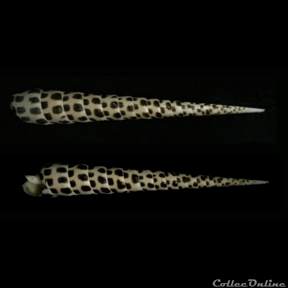 coquillage fossile gastropodum terebra subulata linnaeus 1767