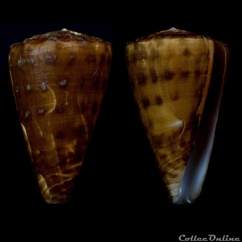 Ductoconus (Ductoconus) apogrammatus (Dall, 1910) coquillage fossile gastropodum ductoconus ductoconus apogrammatus dall 1910