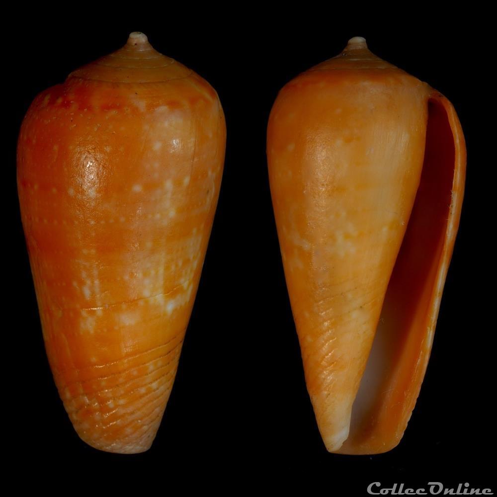Textilia (Textilia) solangeae (Bozzetti , 2004) coquillage fossile gastropodum textilia textilia solangeae bozzetti 2004