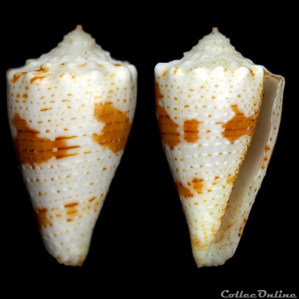 Stephanoconus bartschi (Hanna & Strong, 1949) coquillage fossile gastropodum stephanoconus bartschi hanna strong 1949