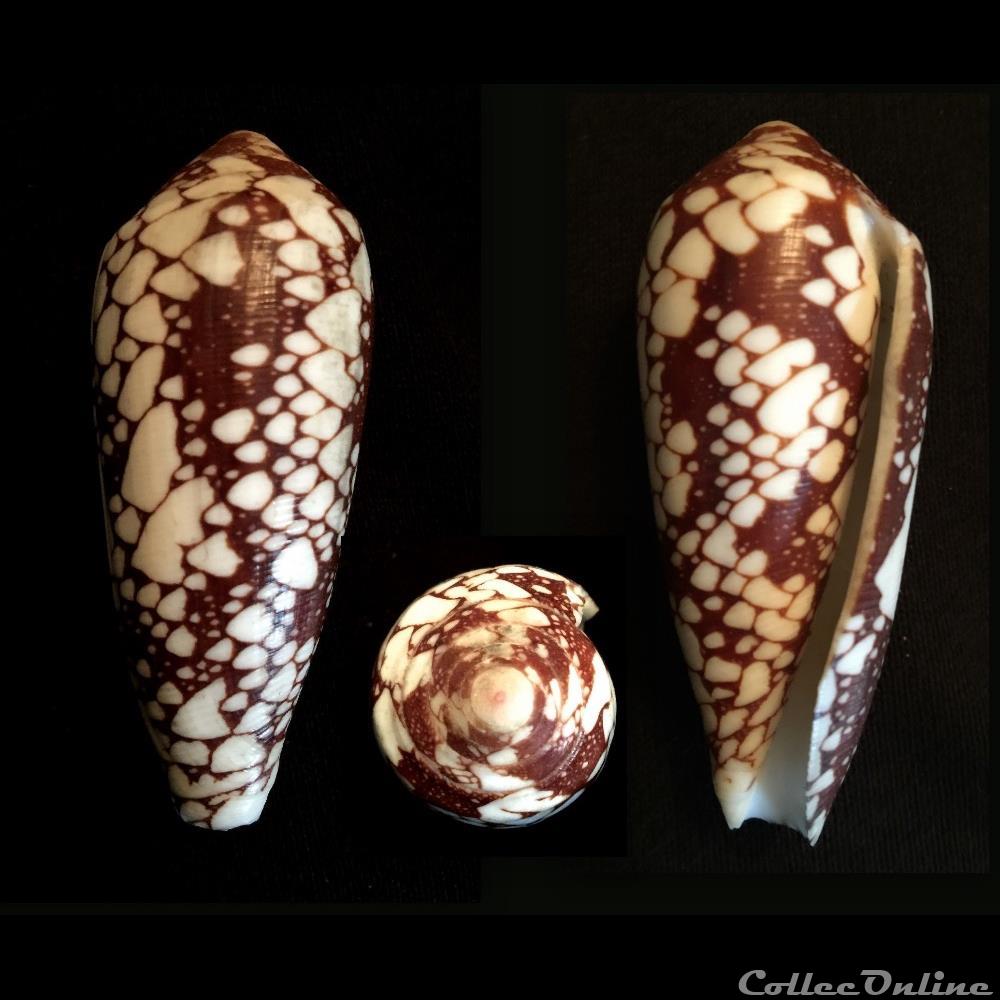 Darioconus episcopatus (da Motta, 1988) coquillage fossile gastropodum darioconus episcopatus da motta 1988