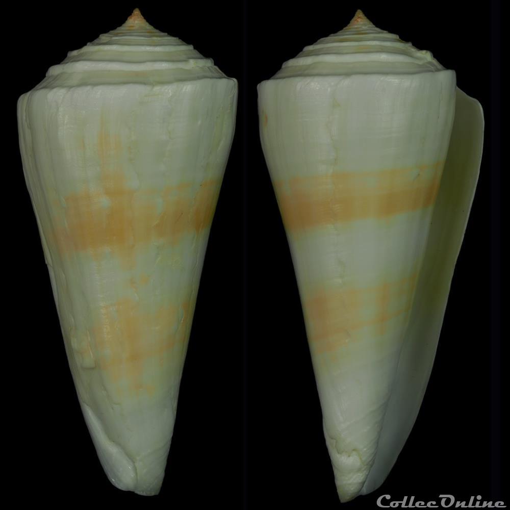 coquillage fossile gastropodum kioconus kioconus queenslandis da motta 1984