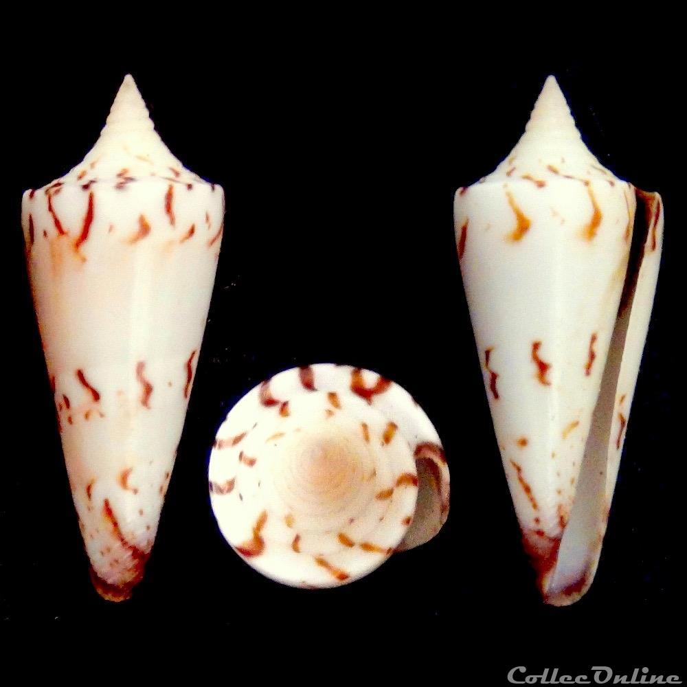 Strategoconus (Strategoconus) generalis f. spiculum (Linnaeus, 1767) coquillage fossile gastropodum strategoconus strategoconus generalis f spiculum linnaeus 1767