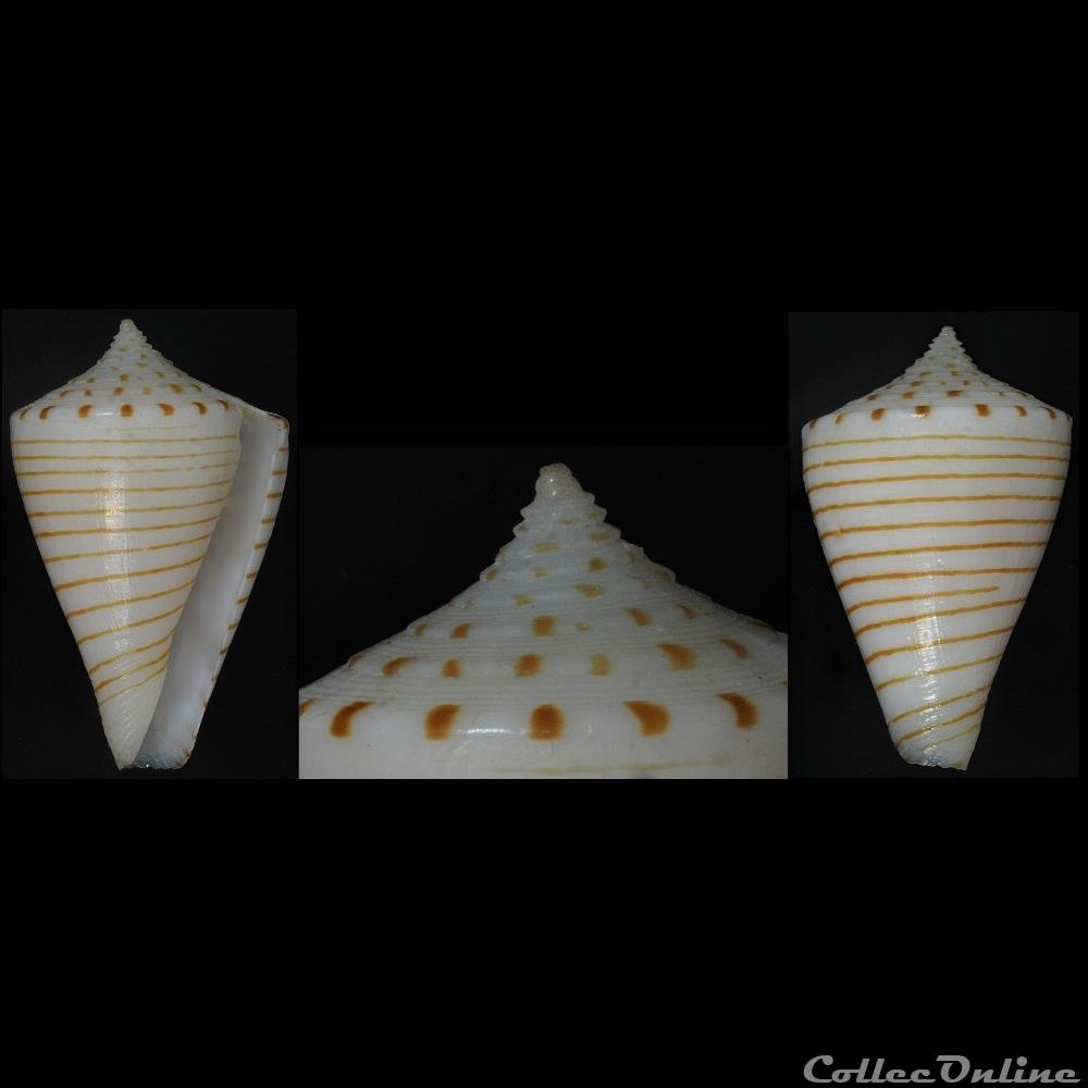 Klemaeconus hirasei (Kuroda, 1956) coquillage fossile gastropodum klemaeconus hirasei kuroda 1956