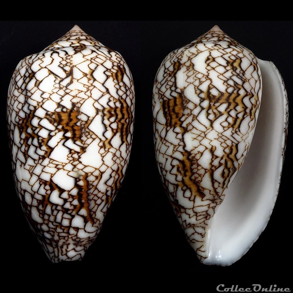 Cylindrus archiepiscopus f. verriculum (Reeve, 1843) coquillage fossile gastropodum cylindrus archiepiscopus f verriculum reeve 1843