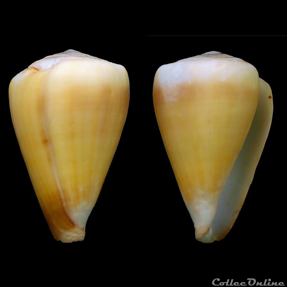 coquillage fossile gastropodum lautoconus africonus raulsilvai rolan monteiro fernandes 1998