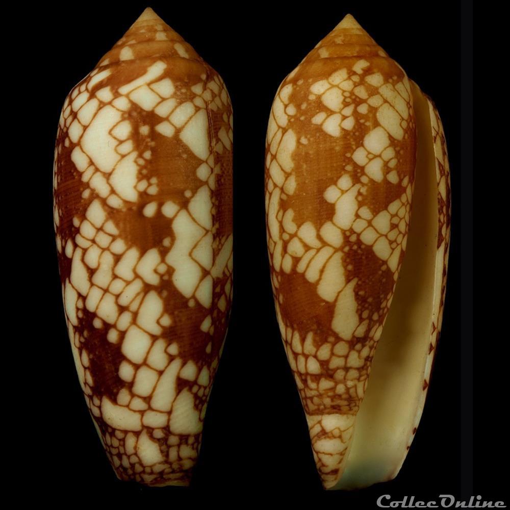 Darioconus gracianus (da Motta & Blocher, 1982) coquillage fossile gastropodum darioconus gracianus da motta blocher 1982
