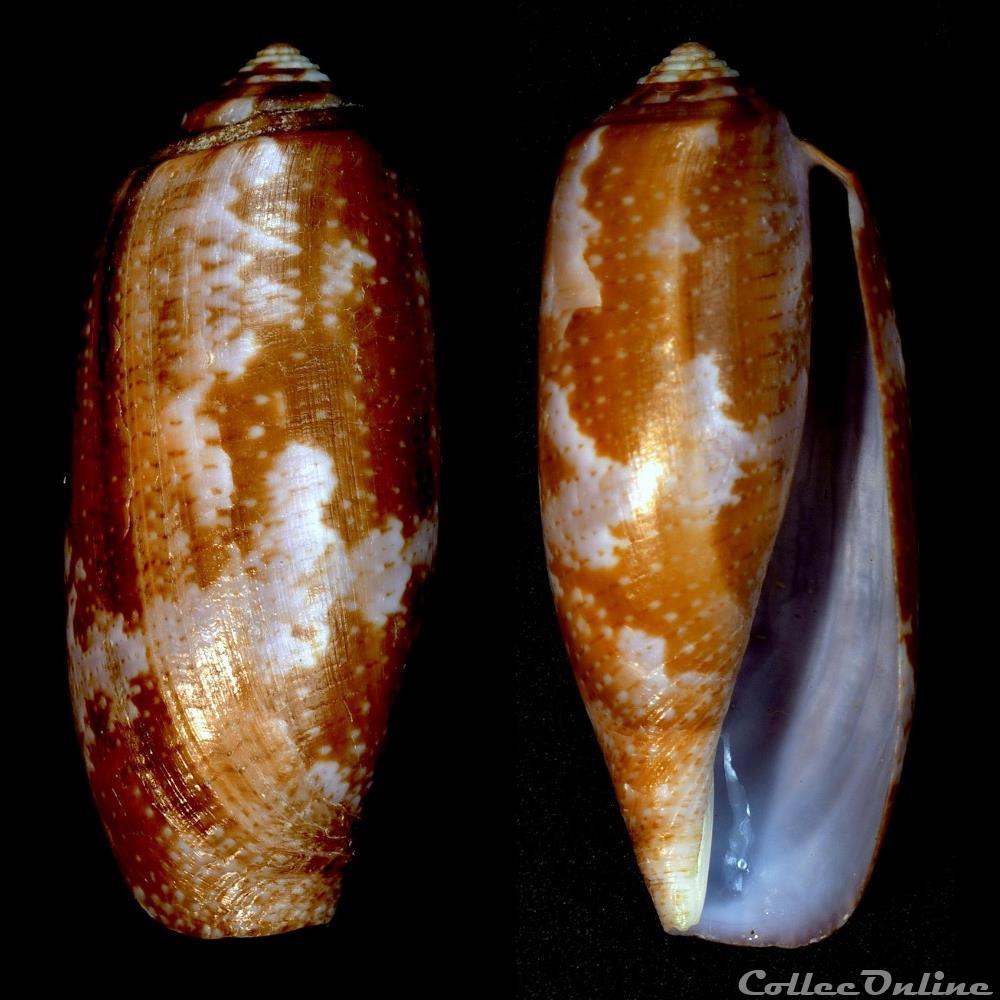 coquillage fossile gastropodum gastridium obscurum sowerby i ii 1833