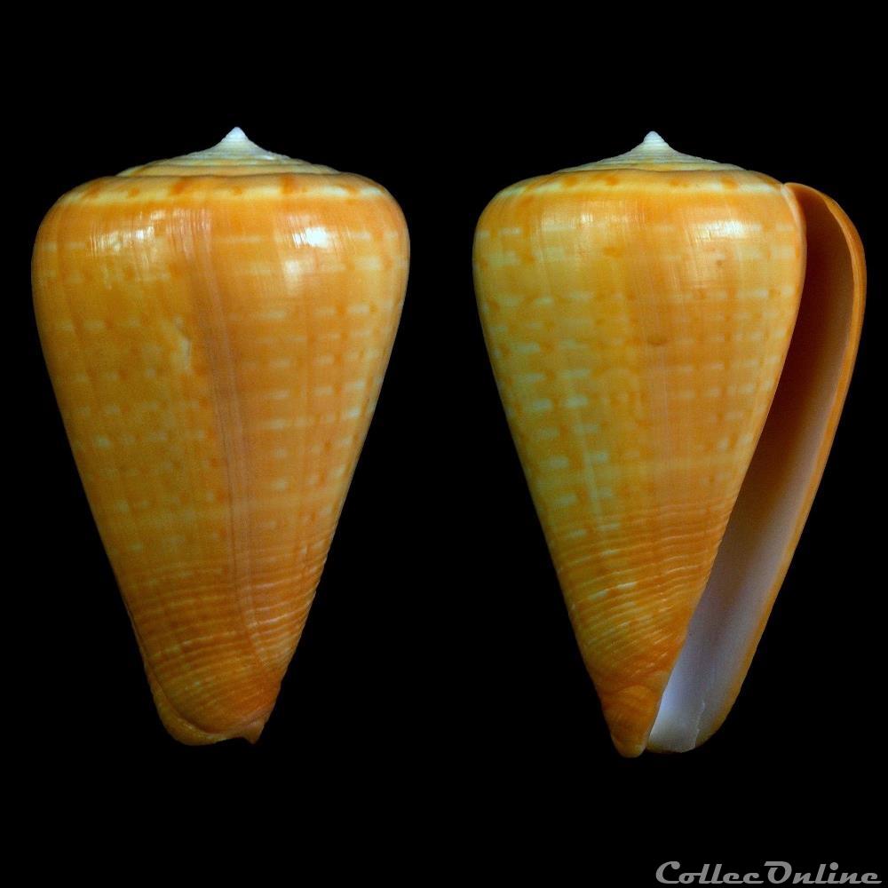 Dendroconus betulinus f. rufoluteus Bozzetti & Ferrario, 2005 coquillage fossile gastropodum dendroconus betulinus f rufoluteus bozzetti ferrario 2005