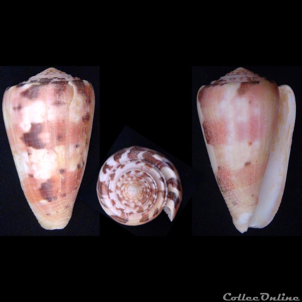 Pionoconus gauguini (Richard & Salvat, 1973) coquillage fossile gastropodum pionoconus gauguini richard salvat 1973