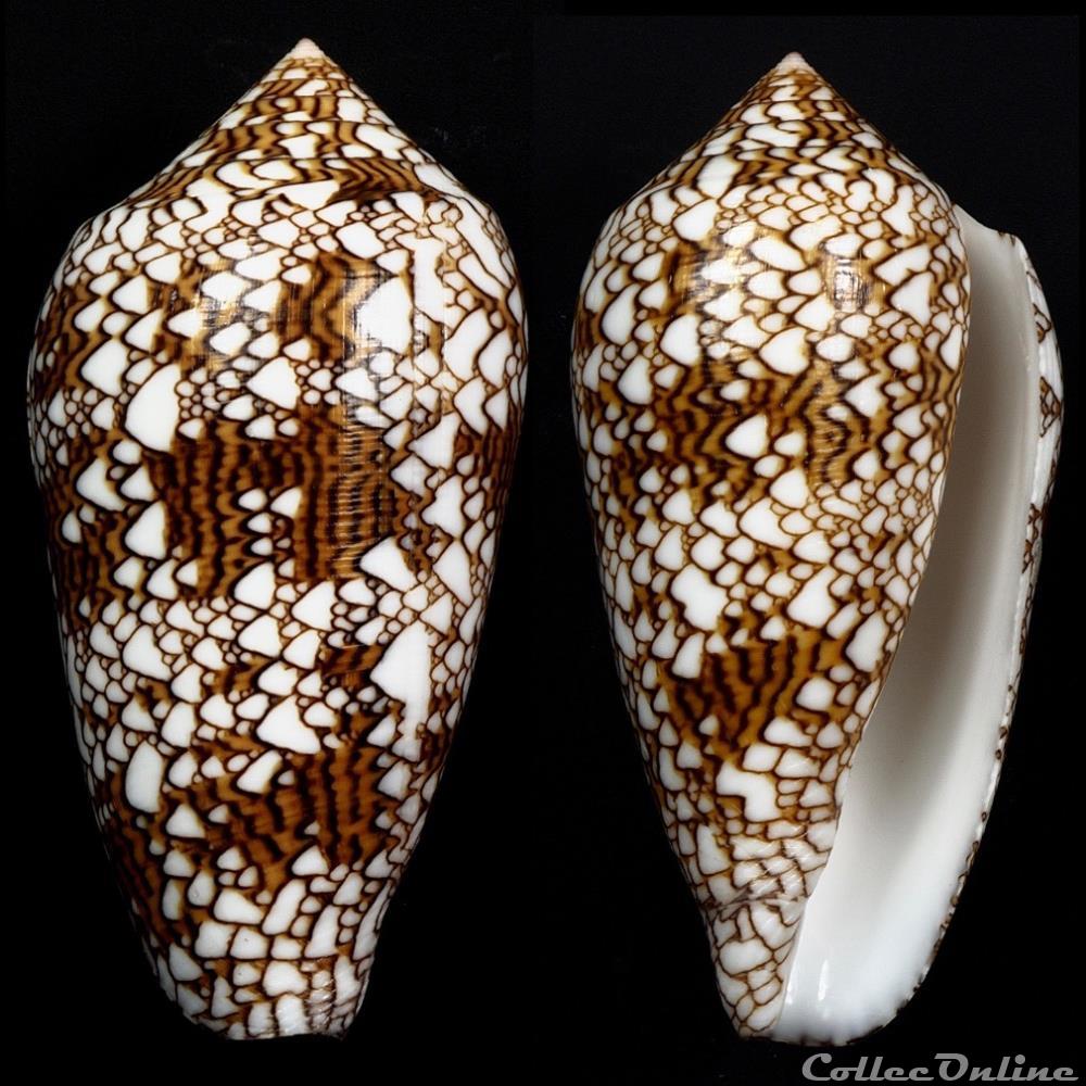 Cylindrus textile (Linnaeus, 1758) coquillage fossile gastropodum cylindrus textile linnaeus 1758