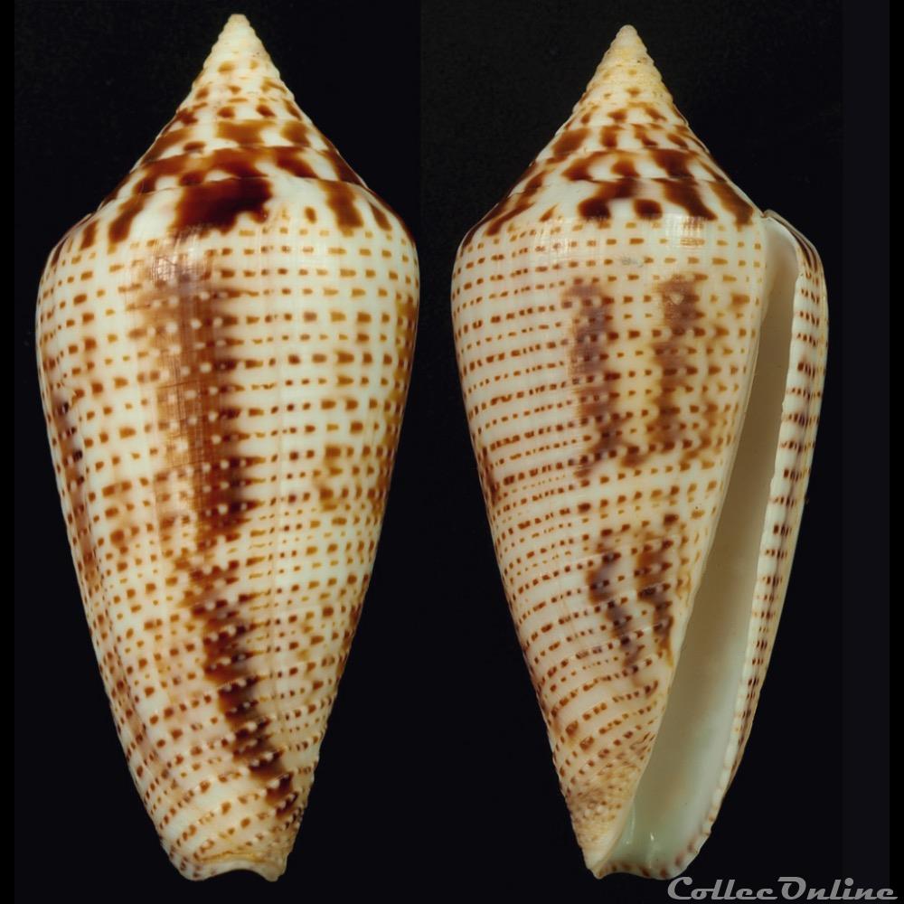 Ximeniconus (Ximeniconus) mahogani (Reeve, 1843) coquillage fossile gastropodum ximeniconus ximeniconus mahogani reeve 1843
