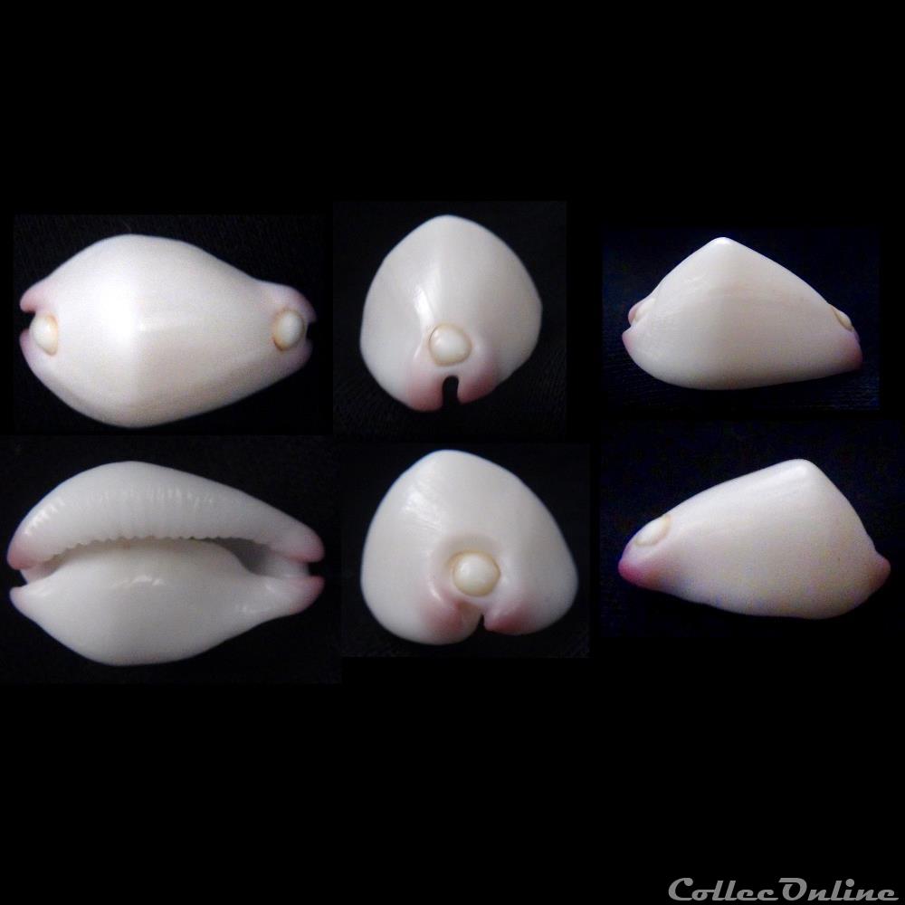 Calpurnus verrucosus (Linnaeus, 1758) coquillage fossile gastropodum calpurnus verrucosus linnaeus 1758