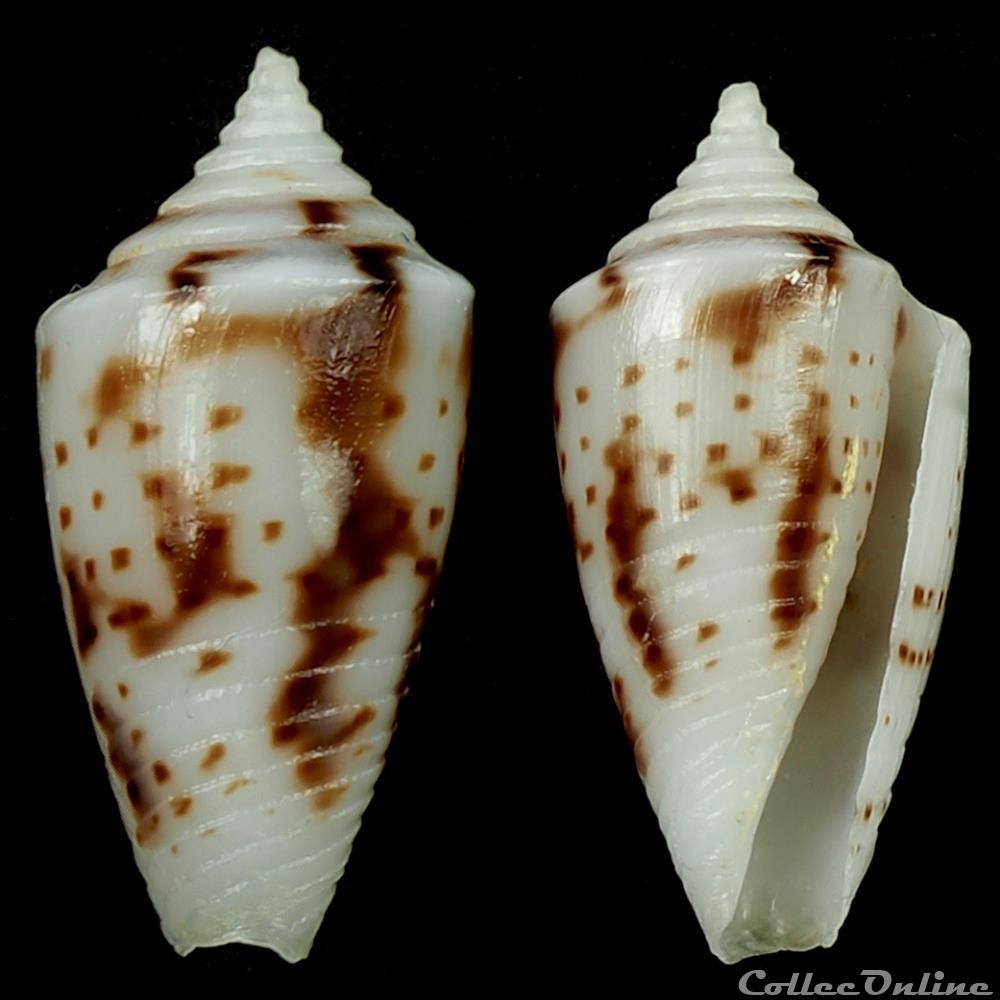 Ximeniconus (Perplexiconus) wendrosi (Tenorio & Afonso, 2013) coquillage fossile gastropodum ximeniconus perplexiconus wendrosi tenorio afonso 2013