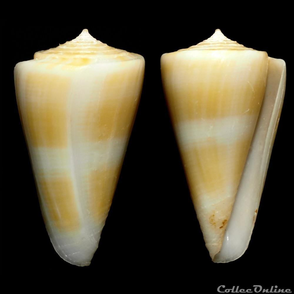 Kioconus (Nitidoconus) typhon (Kilburn, 1975) coquillage fossile gastropodum kioconus nitidoconus typhon kilburn 1975