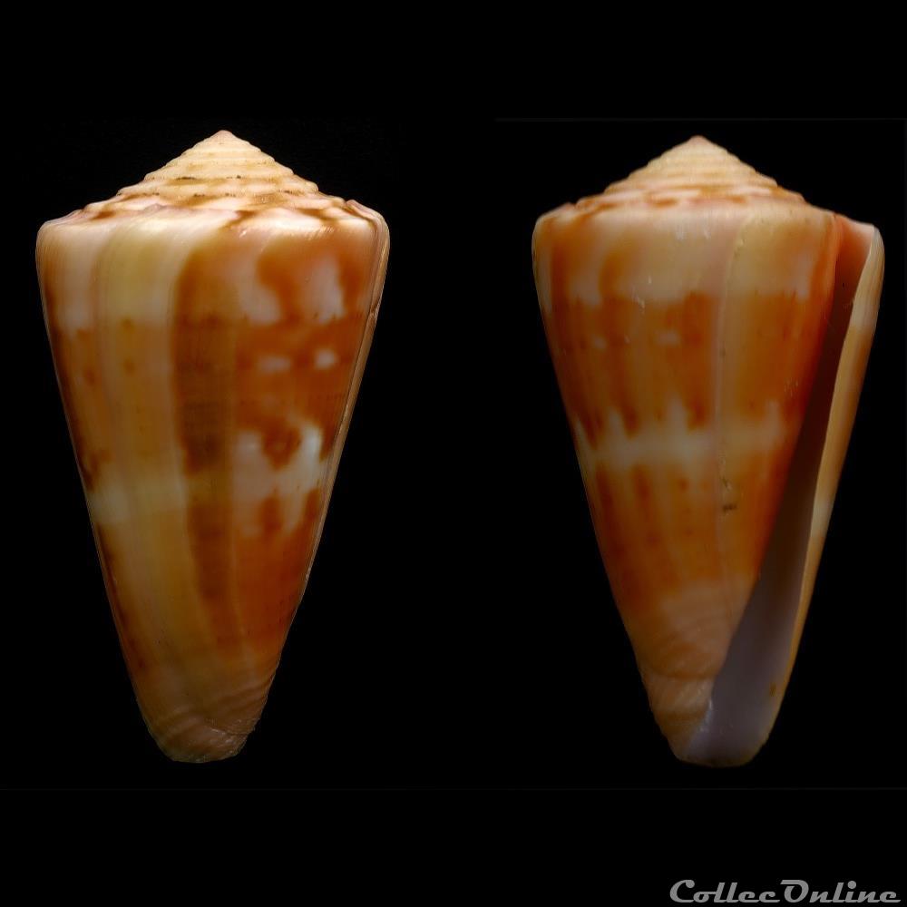 Dauciconus (Dauciconus) daucus (da Motta & Raybaudi Massilia, 1992) coquillage fossile gastropodum dauciconus dauciconus daucus da motta raybaudi massilia 1992