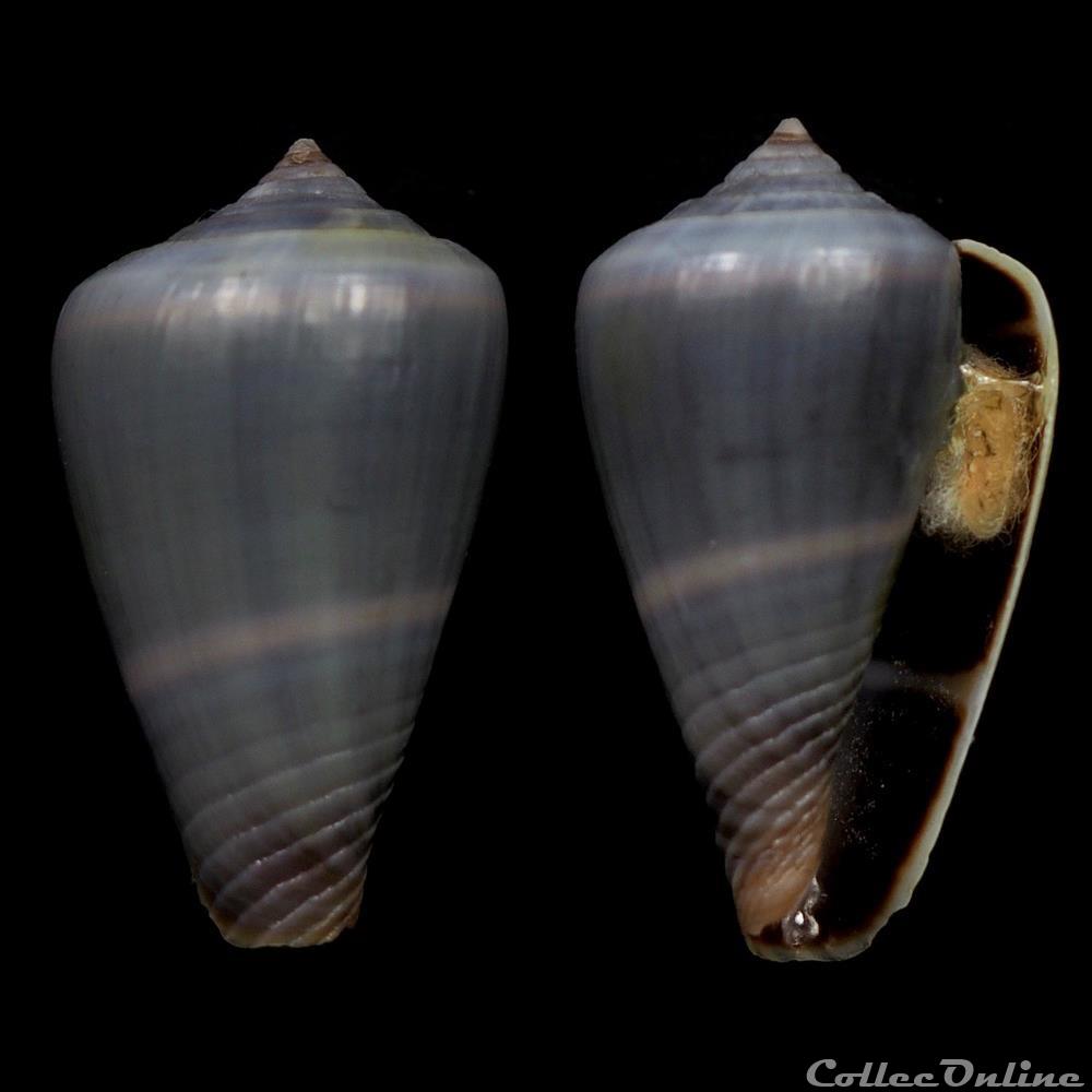 Lautoconus (Africonus) iberogermanicus (Röckel, Rolán & Monteiro, 1980) coquillage fossile gastropodum lautoconus africonus iberogermanicus rockel rolan monteiro 1980