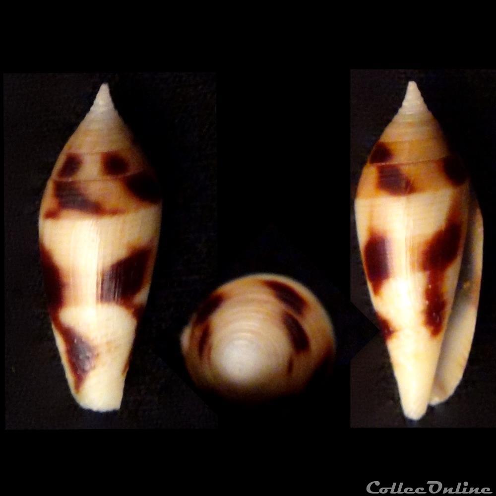 Mitraconus mitratus (Hwass, 1792) coquillage fossile gastropodum mitraconus mitratus hwass 1792