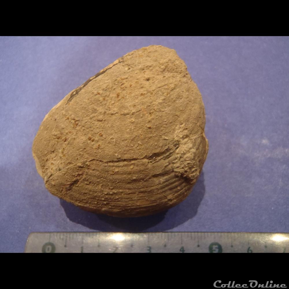 coquillage fossile bivalve indetermine