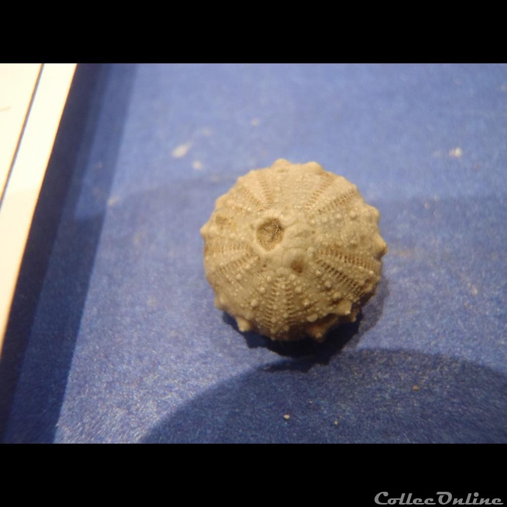 Diplopodia pentagona 4 coquillage fossile invertebre diplopodia pentagona
