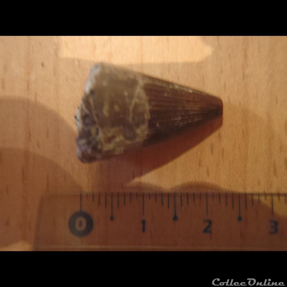 coquillage fossile invertebre dent ichtyosaure