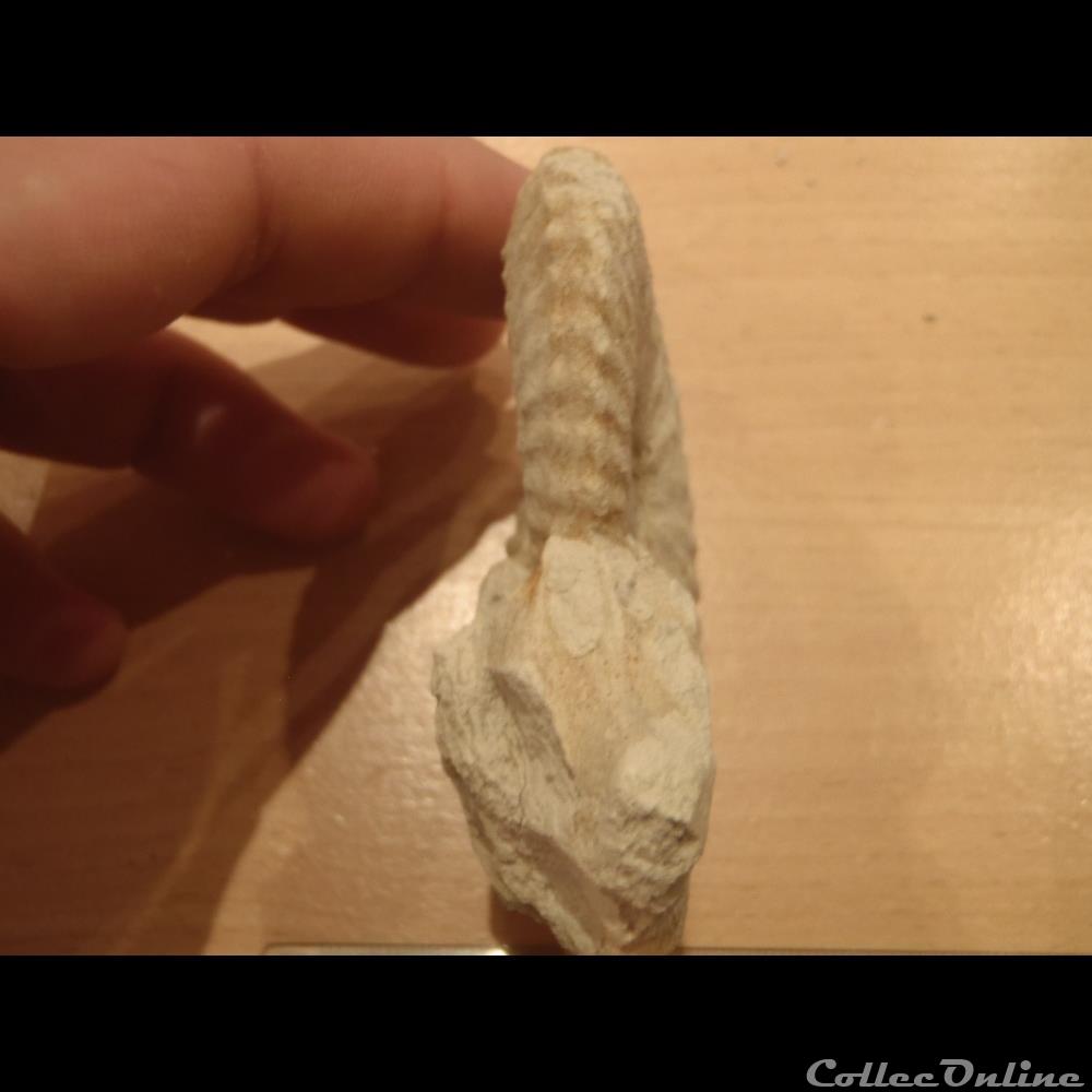 Mantelliceras mantelli 3 coquillage fossile invertebre mantelliceras mantelli