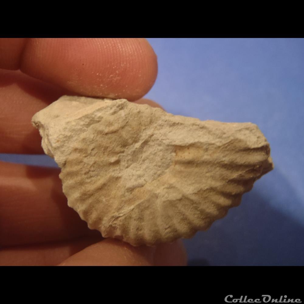 Mantelliceras mantelli 3 coquillage fossile invertebre mantelliceras mantelli