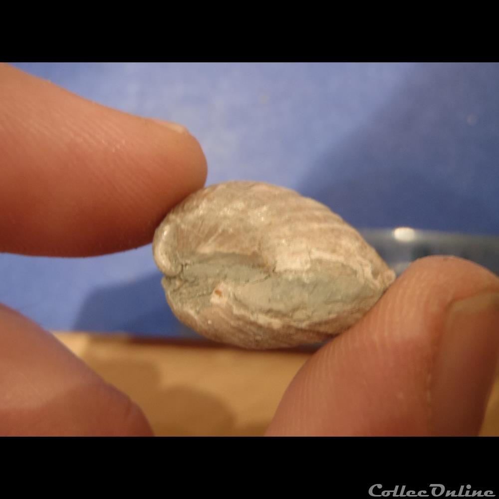 Inoceramus concentricus coquillage fossile invertebre inoceramus concentricus
