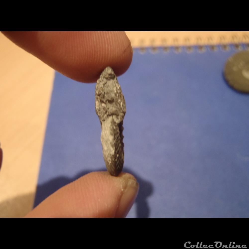 coquillage fossile invertebre indetermine