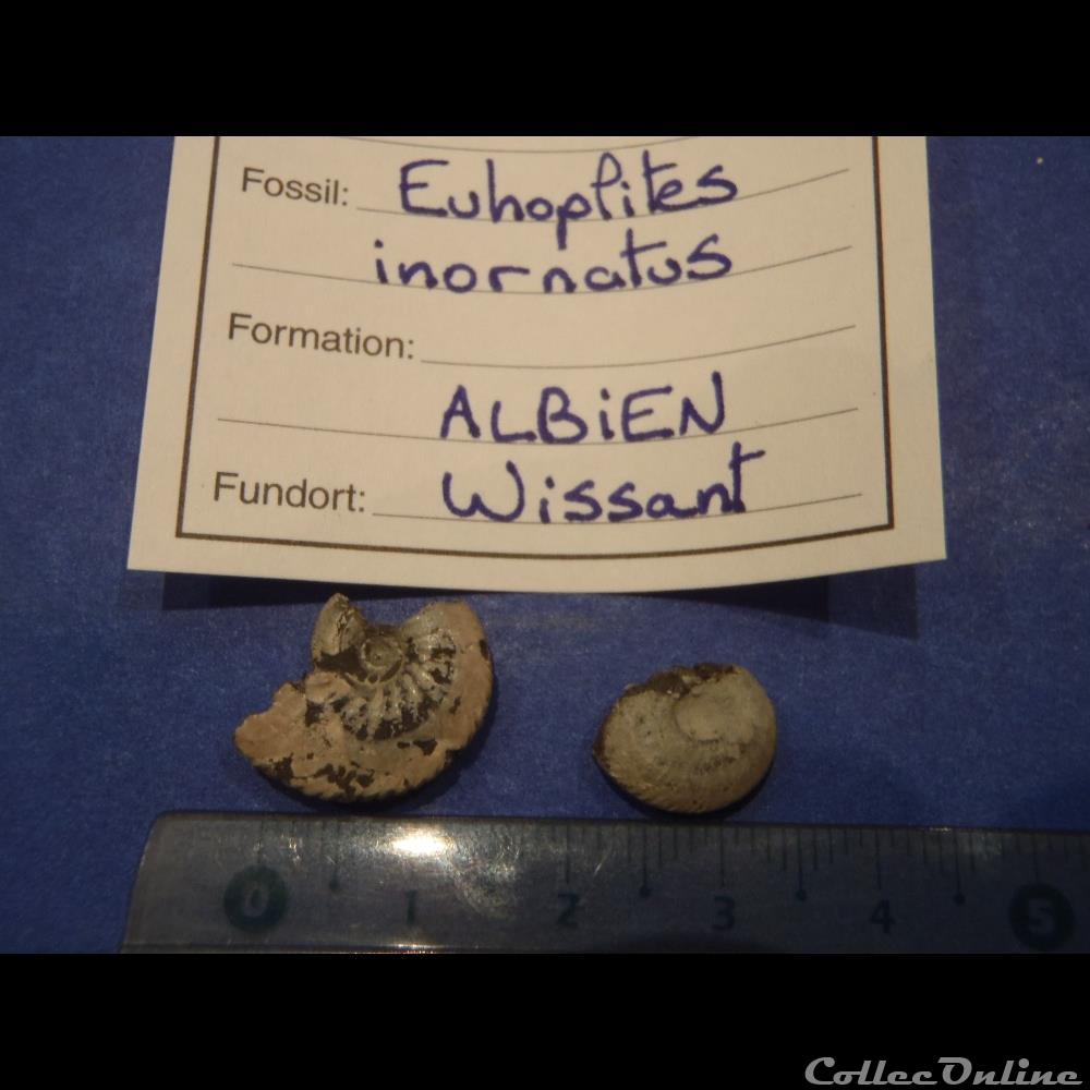 Euhoplites inornatus coquillage fossile euhoplites inornatus