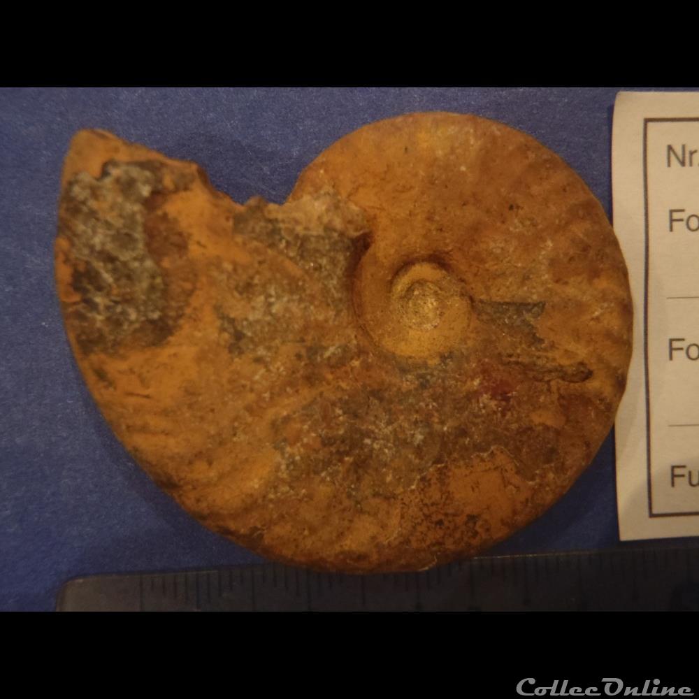 Cleoniceras besarei 9 coquillage fossile invertebre cleoniceras besarei 9