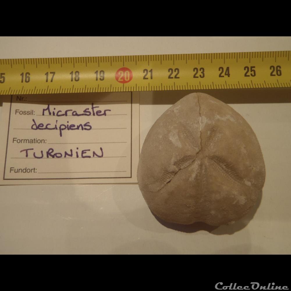 Micraster decipiens coquillage fossile invertebre micraster decipiens