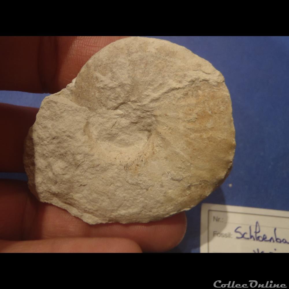 Schloenbachia varians 2 coquillage fossile invertebre schloenbachia varians