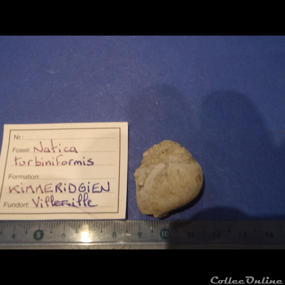 Natica turbiniformis coquillage fossile invertebre natica turbiniformis