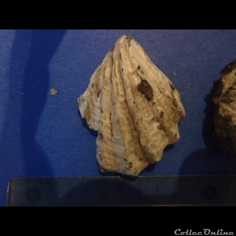 Inoceramus sulcatus 3 3 coquillage fossile invertebre inoceramus sulcatus 3