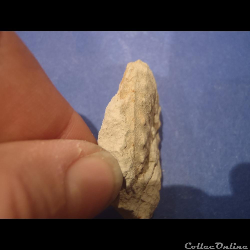 Schloenbachia varians coquillage fossile invertebre schloenbachia varians
